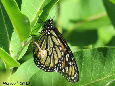 Monarque -Monarch- #4614 - danaus plexippus