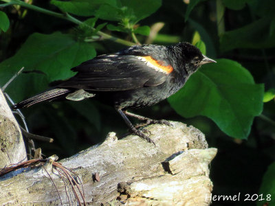 Carouge à épaulettes - Red-winged Blackbird