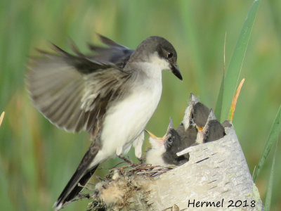 Tyran tritri -  Eastern Kingbird