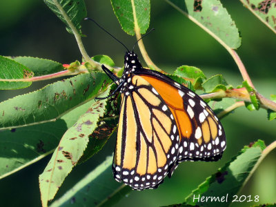 Monarque -Monarch- #4614 - danaus plexippus