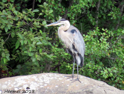 Grand Héron - Great blue Heron