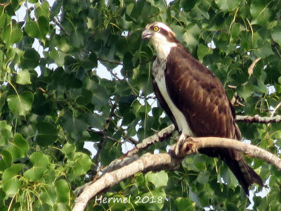 Balbuzard pêcheur - 2018 - Osprey