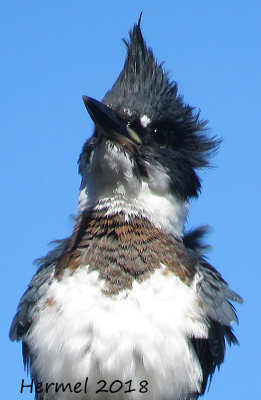 Martin-pêcheur -juv- Belted Kingfisher