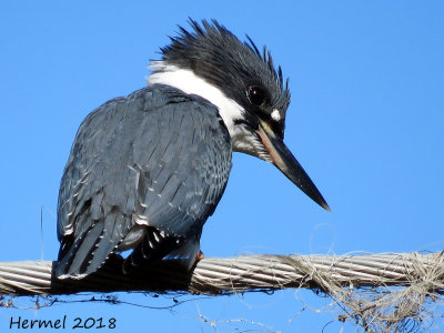 Martin-pêcheur -juv- Belted Kingfisher