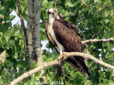 Balbuzard pêcheur - Osprey