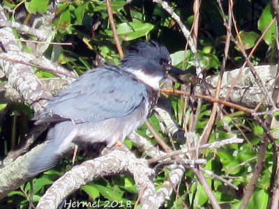 Martin-pêcheur -juv- Belted Kingfisher