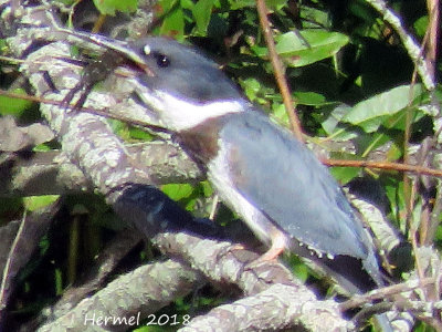 Martin-pêcheur -juv- Belted Kingfisher