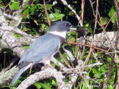 Martin-pêcheur - Belted Kingfisher