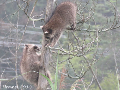 Raton laveur - Raccoon