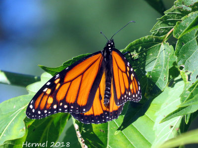 Monarque - Monarch