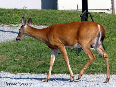 Cerf - Deer