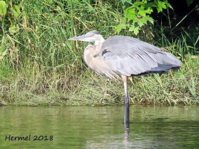Grand Héron - Great blue Heron