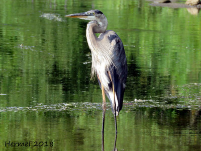 Grand Héron - Great blue Heron