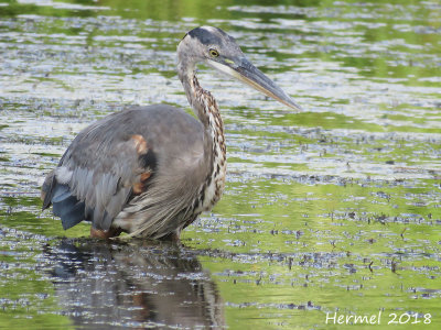 Grand Héron - Great blue Heron