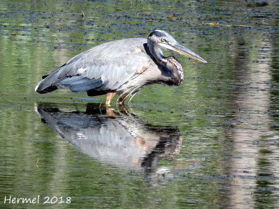 Grand Héron - Great blue Heron