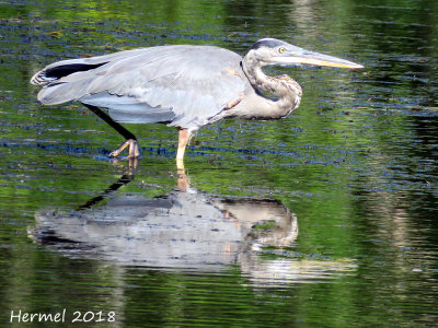 Grand Héron - Great blue Heron