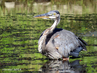 Grand Héron - Great blue Heron