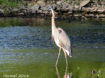 Grand Héron - Great blue Heron