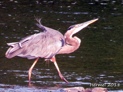 Grand Héron - Great blue Heron
