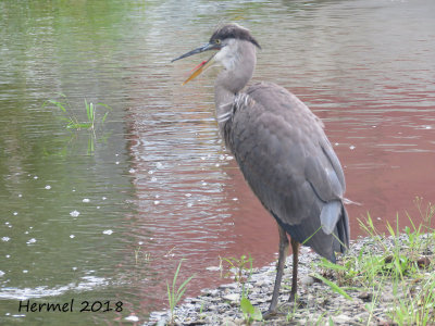 Grand Héron - Great blue Heron