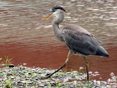 Grand Héron - Great blue Heron