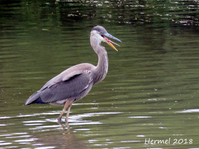Grand Héron - Great blue Heron