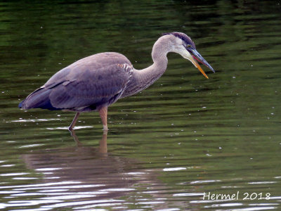 Grand Héron - Great blue Heron