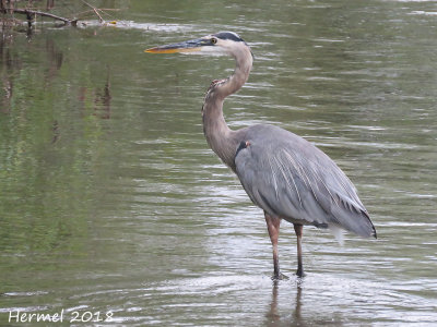 Grand Héron - Great blue Heron