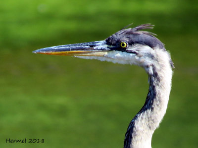 Grand Héron - Great blue Heron