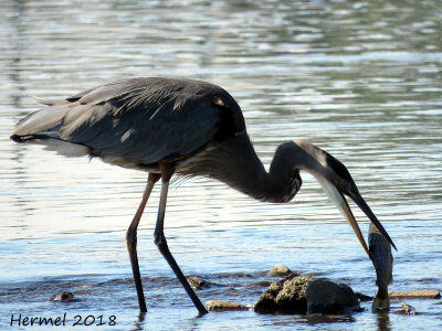 Grand Héron - Great blue Heron