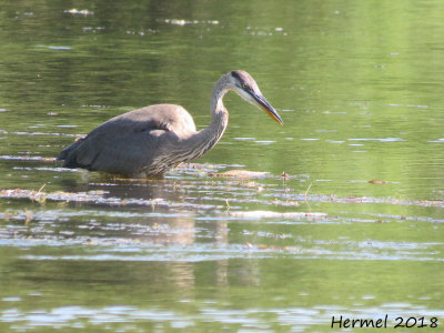Grand Héron - Great blue Heron