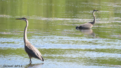 Grand Héron - Great blue Heron