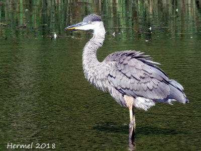 Grand Héron - Great blue Heron