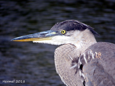Grand Héron - Great blue Heron