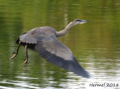 Grand Héron - Great blue Heron