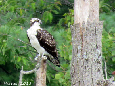Balbuzard pêcheur - Osprey