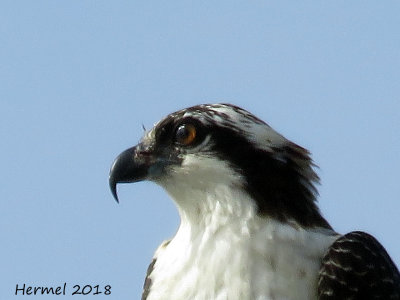 Balbuzard pêcheur - Osprey
