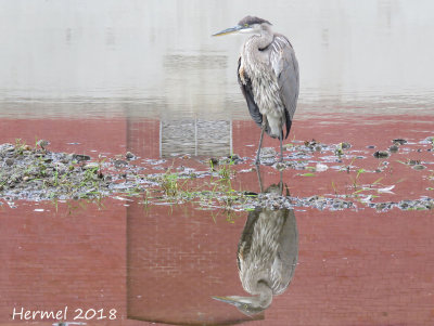 Grand Héron - Great blue Heron
