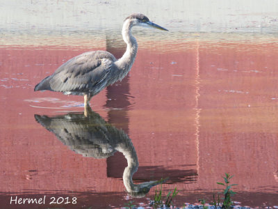 Grand Héron - Great blue Heron