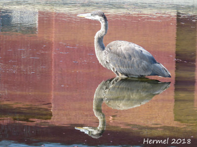 Grand Hron - 2018 -  Great blue Heron