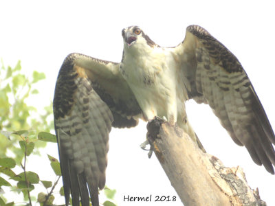 Balbuzard pêcheur - Osprey
