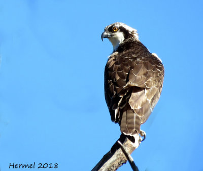 Balbuzard pêcheur - Osprey
