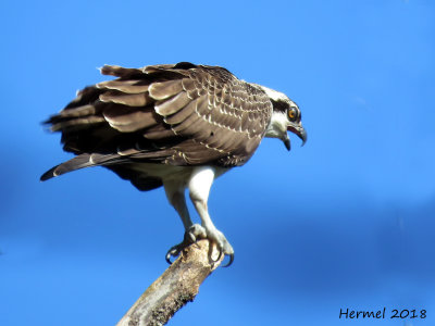 Balbuzard pêcheur - Osprey