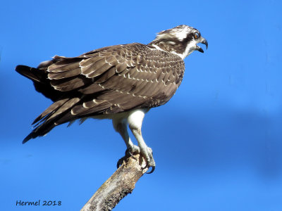 Balbuzard pêcheur - Osprey