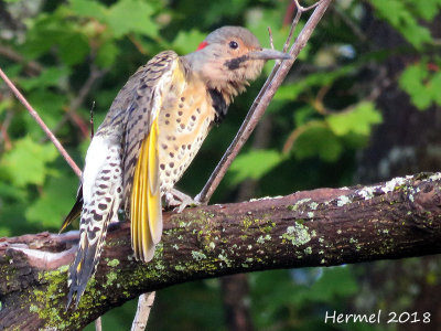 Pic flamboyant - Northern Flicker