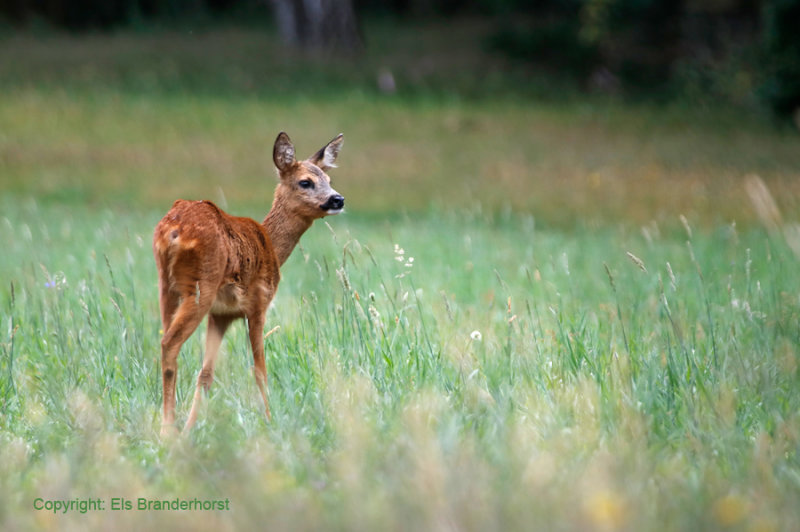 Ree - Roe Deer