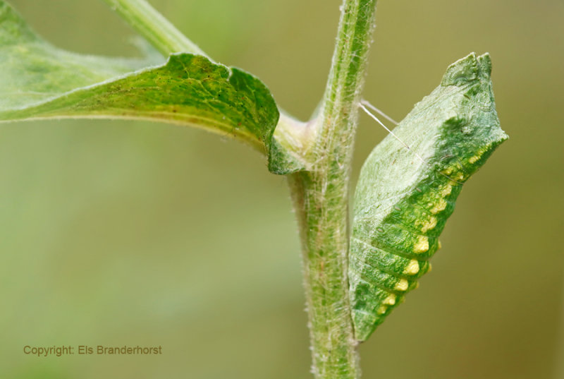 Koninginnenpage - Swallowtail