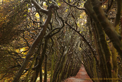 Loofhaag - Tree tunnel