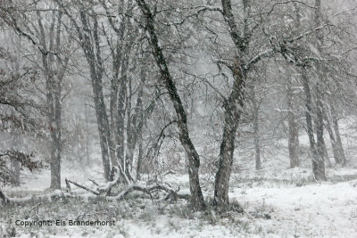 Sneeuwbos - Snowforest