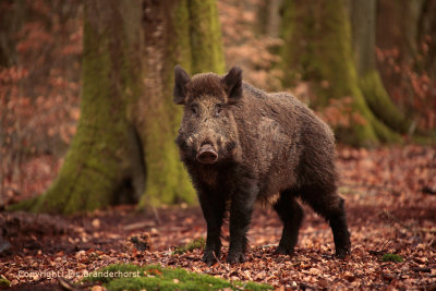 Wild zwijn - Wild Boar